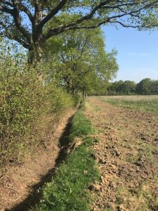 ditch